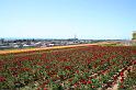 Flower Fields Carlsbad CA (13)